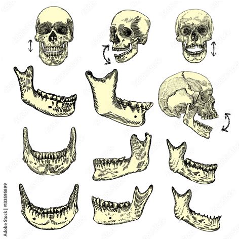 Human Skull Bones Drawing Set Creation Set Skull And Lower Jaw Moving