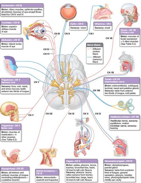 Summary Of Cranial Nerves Basicmedical Key