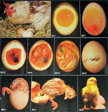 Check spelling or type a new query. Chicken Embryo Development - Candling Eggs during ...