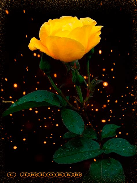 one-and-only-one | Flowers gif, Beautiful roses, Rose images