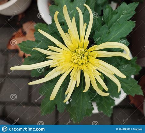 One Isolated Yellow Chrysanthemum Flower Ready To Blossom Stock Image