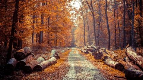Hd Logs On An Autumn Road Side Wallpaper With Images Fall Wallpaper