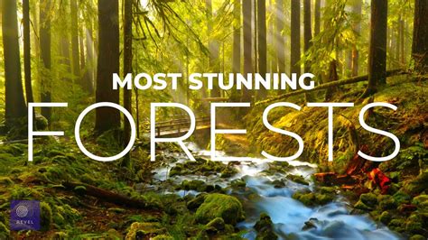 Beautiful National Forest See The Stunning Beauty Explore The Most