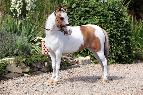 Miniature Horse Breed Guide Health Nutrition And Characteristics Mad Barn