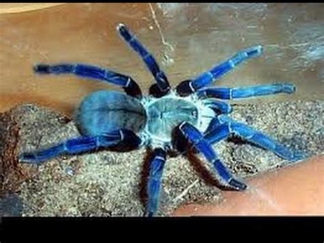 Das bild dieser spinne hat für aufsehen gesorgt. Die 10 giftigsten Spinnen der Welt - YouTube