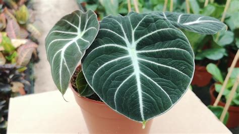 Alocasia is a very poisonous plant; Alocasia Black Velvet 25cm Height | Live from the Nursery ...
