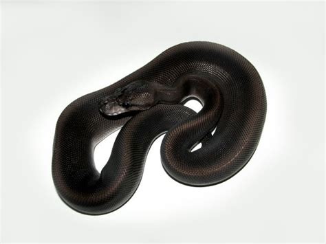 Super Black Pastel Morph List World Of Ball Pythons Pretty Snakes