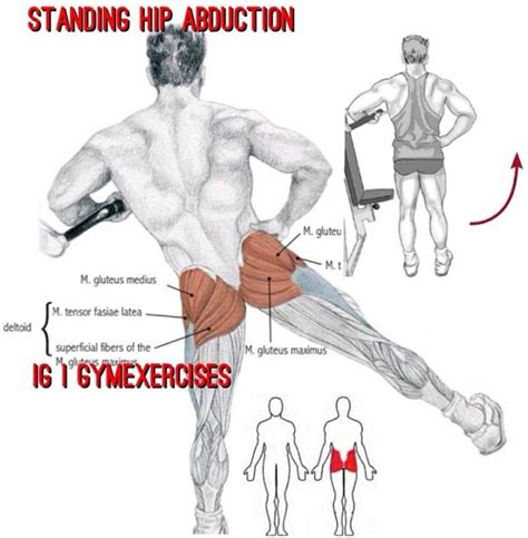 Standing Hip Abduction Via Gymexercises Anatomia Muscular