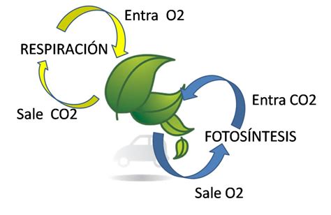 Cuadros comparativos entre fotosíntesis y respiración Cuadro Comparativo