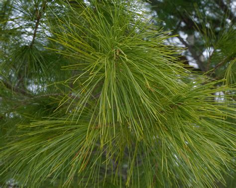 5 Most Common Pine Trees Of Michigan Owlcation