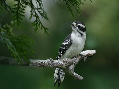 8 Michigan Woodpecker Species Where To Spot Them All Love The Birds