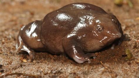 5 Freaky And Fascinating Frogs Mental Floss