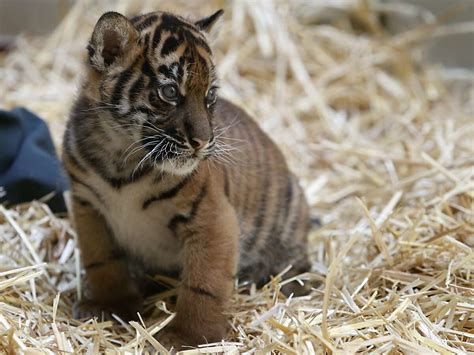 Sf Zoo Tiger Cubs 1st Public Appearance