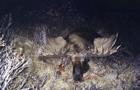 The Top 40 Biggest Moose Ever Taken Outdoor Life