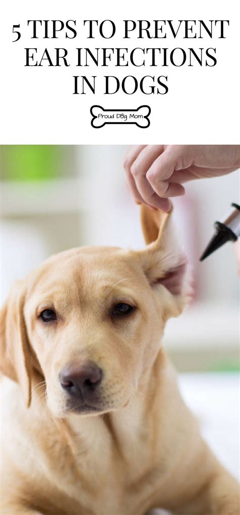 5 Tips To Prevent Ear Infections In Dogs Proud Dog Mom Dogs Ears