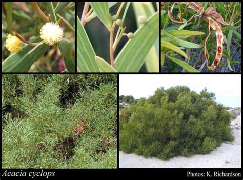 Acacia Cyclops Gdon Florabase Flora Of Western Australia
