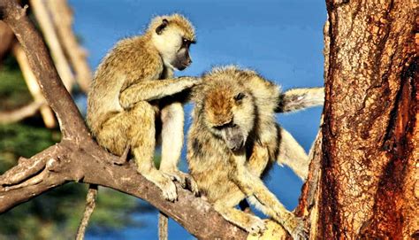 Male Baboons With Female Pals Live Longer Futurity