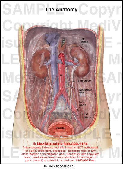 Abdominal surface anatomy can be described when viewed from in front of the abdomen in 2 ways: Abdominal Retroperitoneal Anatomy Medical Illustration Medivisuals