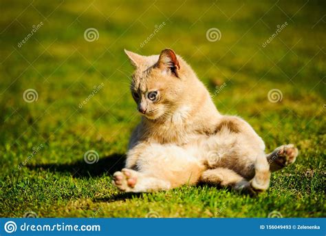 funny red cat stock image image of funny catch spring 156049493