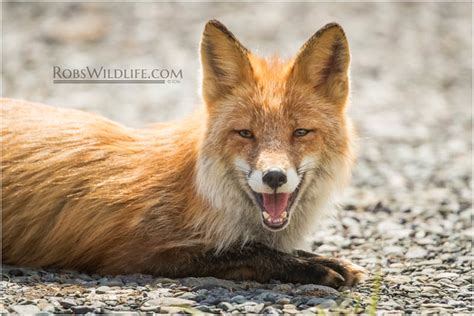 Alaskan Red Fox 051716 0551 W I Will Be At Bear Mounta Flickr