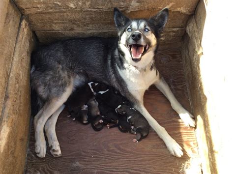 Webcam Sled Dog Puppies Denali National Park And Preserve