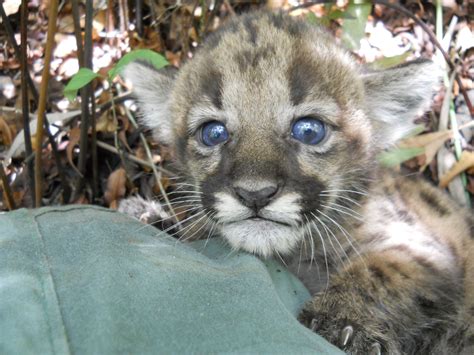 Its A Girl Kitten Born To Rescued And Released Florida Panther