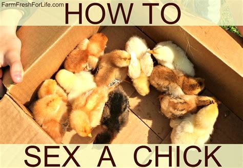 How To Sex A Chick 2 Ways With Video Premium Farm Fresh For