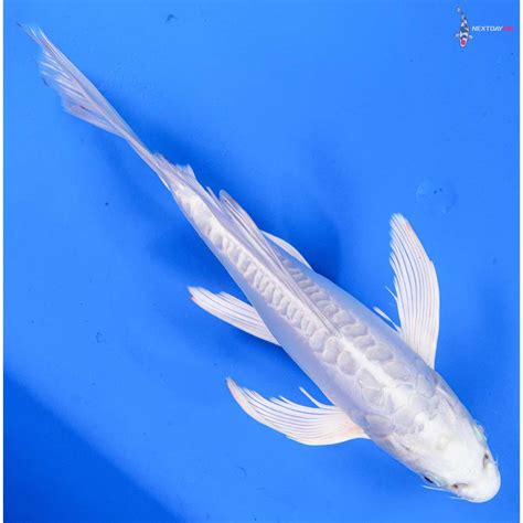 10 Imported Doitsu Platinum Ogon Butterfly Koi Koi Fish For Sale