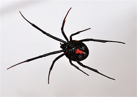 No one in the united states has died from a black widow spider bite in over ten years. 10 Aranhas Mais Venenosas do Mundo - FCiências