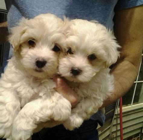 Find maltipoo puppies for sale and maltipoo dog breeders | preferable pups is the safest way to how quickly can i find a maltipoo puppy for sale with preferable pups? Maltipoo puppies for Sale in Clover, South Carolina ...