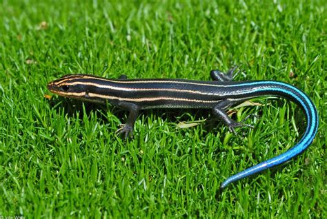 Three Lined Skink Wallpapers Hd Download