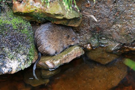 Restoring Ratty Water Vole Project Wins Prestigious Conservation Award Forestry England