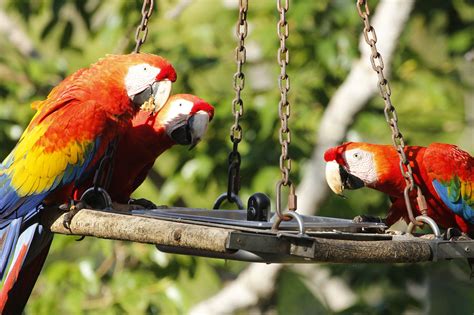 Viewing Wild Macaws Up Close Wildlife Conservation Network