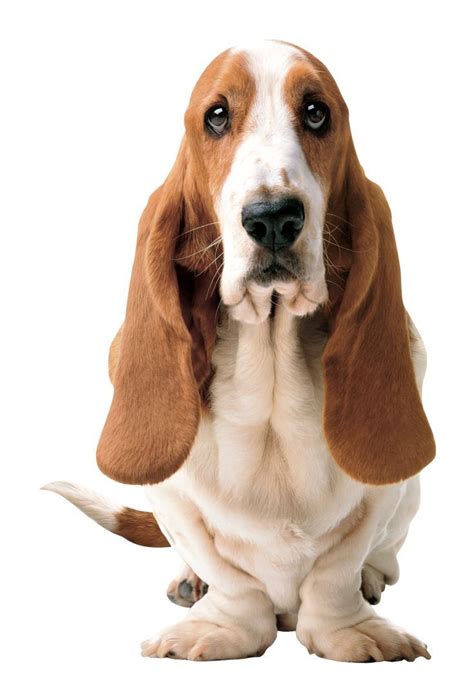 15 Historical Facts About Basset Hounds You Might Not Know Page 5 Of