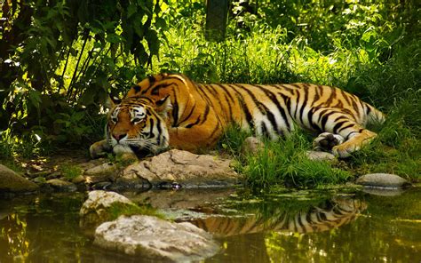 Fondos De Pantalla Animales Tigre Fauna Silvestre Gatos Grandes
