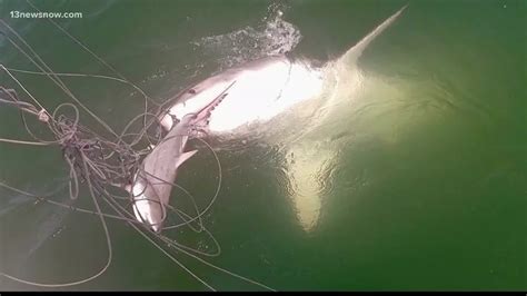 Two Great White Sharks Spotted Off The Va Beach Coast Youtube