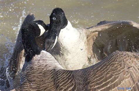 Canada Geese Attack Chris Hall Flickr