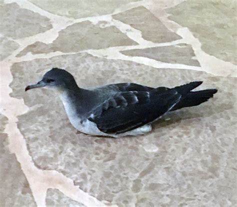 Newell's shearwater or hawaiian shearwater (puffinus newelli) is a seabird in the family procellariidae. Pictures and information on Newell's Shearwater