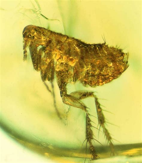 The History Of The Black Death May Be Locked In This Ancient Flea The
