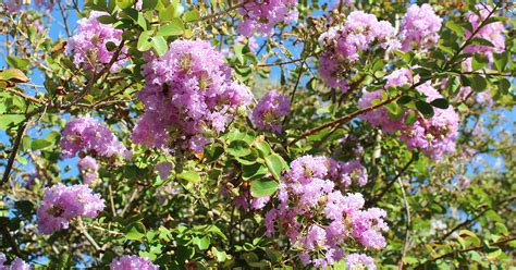 Maybe you would like to learn more about one of these? Lagerstroemia Indica | ASPCA