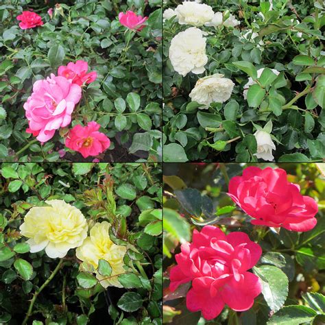 Rosa Groundcover Roses Boething Treeland Farms