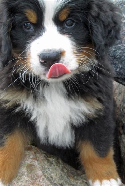 Bernese mountain dogs raised in the hills of ohio's heartland. Bear the Bernese Mountain Dog | Puppies | Daily Puppy