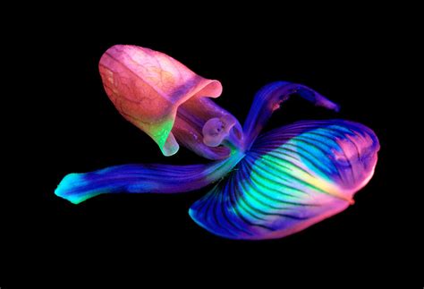 Bioluminescent Nature Glowing Creatures Deep Sea Creatures