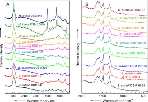 These similar methods have some differing qualities, as ir bands emerge due to alterations in the dipole moment of a molecule and raman. Identification of micro-organisms by Raman spectroscopy