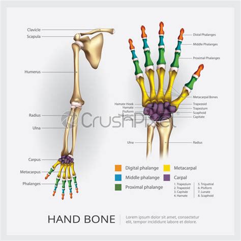 Arm And Hand Bone Vector Illustration Stock Vector Crushpixel