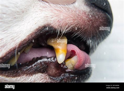 Dog Teeth With Tartar Or Bacterial Plaque Before Scalling Stock Photo