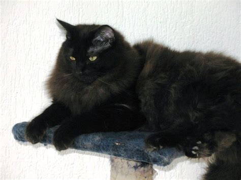 We did not find results for: Black Ragdoll Cats | Black Ragdoll (With images) | Ragdoll ...