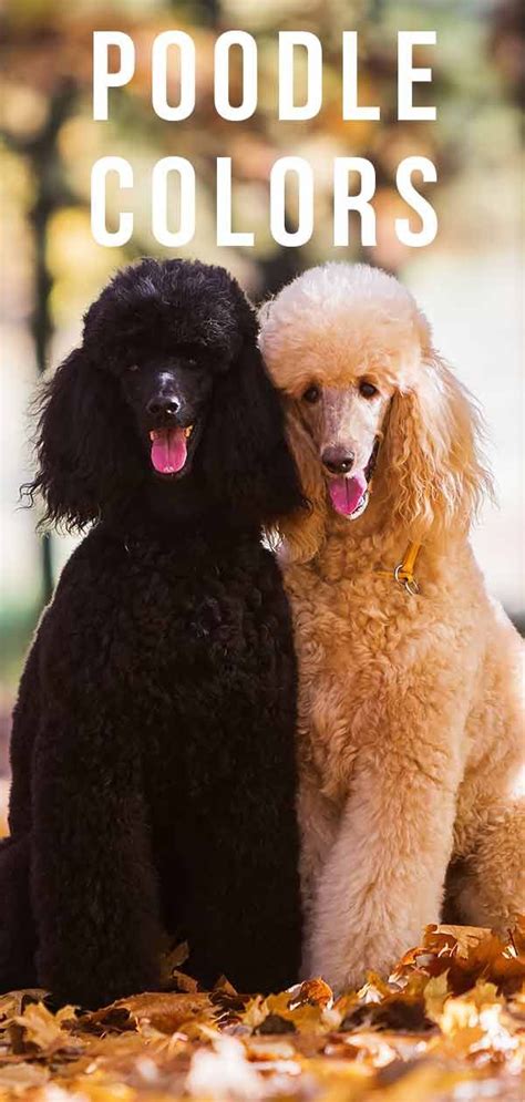 The dog (canis familiaris when considered a distinct species or canis lupus familiaris when considered a subspecies of the wolf) is a domesticated carnivore of the family canidae. Poodle Colors: Do You Know How Many Poodle Coat Colors ...