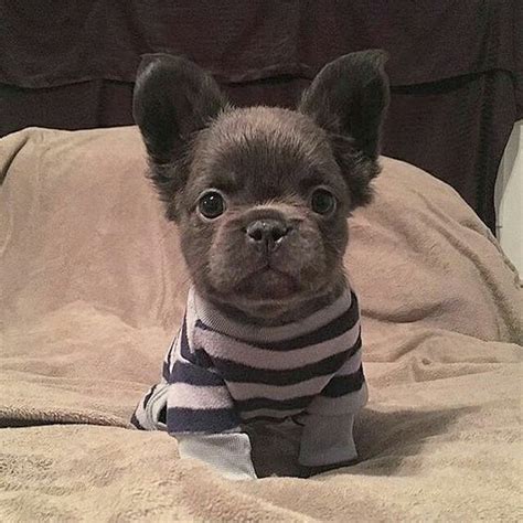 It loves companionship and bonds with animals and families. 61 best FRUGS (Frenchie/Pug) images on Pinterest | French ...