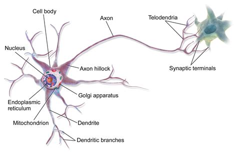 Draw A Neat And Labelled Diagram Of A Neuron
